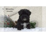 Small #5 Havanese