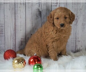 Goldendoodle (Miniature) Puppy for sale in FREDERICKSBG, OH, USA