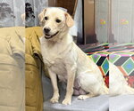 Small #3 Labrador Retriever Mix