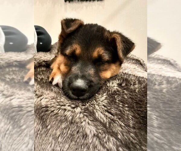 Medium Photo #6 Australian Shepherd-German Shepherd Dog Mix Puppy For Sale in Lakewood, CO, USA