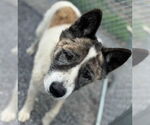 Small #3 Akita