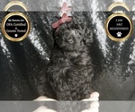Puppy Brynlee AKC Poodle (Toy)