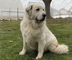 Small Photo #1 Great Pyrenees Puppy For Sale in HUBBARD, IA, USA
