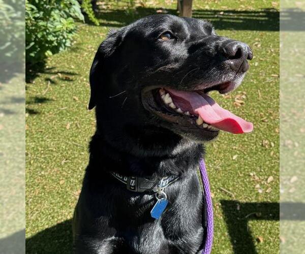 Medium Photo #2 Labrador Retriever-Unknown Mix Puppy For Sale in San Diego, CA, USA