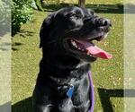 Small #1 Labrador Retriever Mix