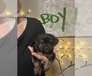 Shorkie Tzu-Yorkshire Terrier Mix Puppy for sale in VIRGINIA BEACH, VA, USA