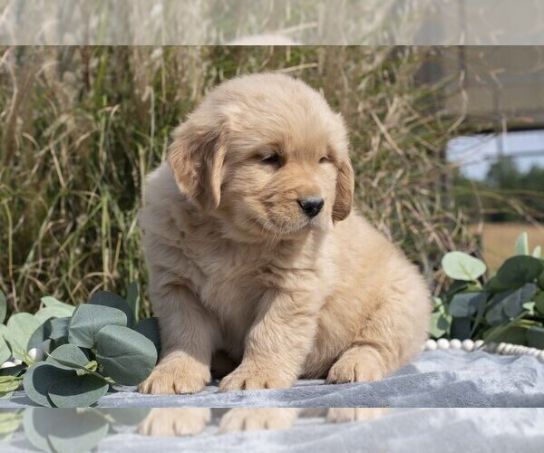 Medium Photo #9 Golden Retriever Puppy For Sale in MILLERSBURG, OH, USA