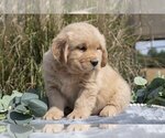 Small #1 Golden Retriever
