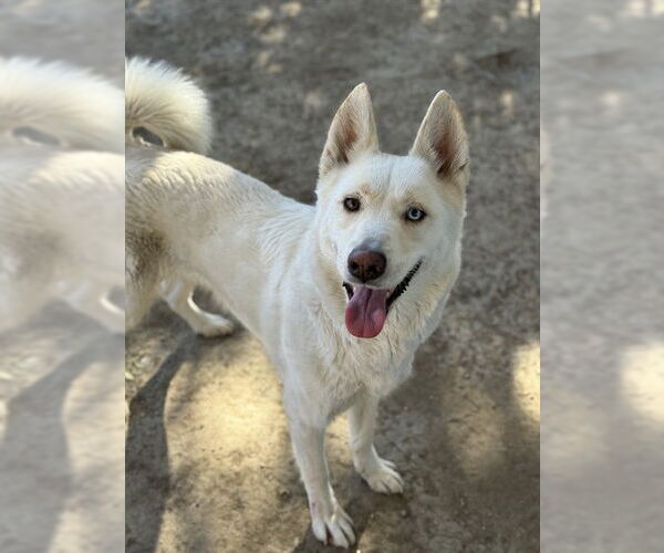 Medium Photo #3 Gerberian Shepsky Puppy For Sale in Riverside, CA, USA
