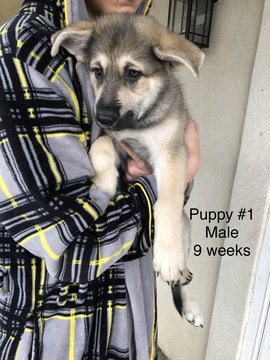 Medium Photo #6 German Shepherd Dog Puppy For Sale in BARTLETTSVILLE, IN, USA