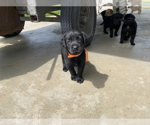 Medium Photo #3 Labrador Retriever Puppy For Sale in CUMMINGS, KS, USA