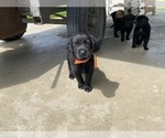 Small Photo #3 Labrador Retriever Puppy For Sale in CUMMINGS, KS, USA
