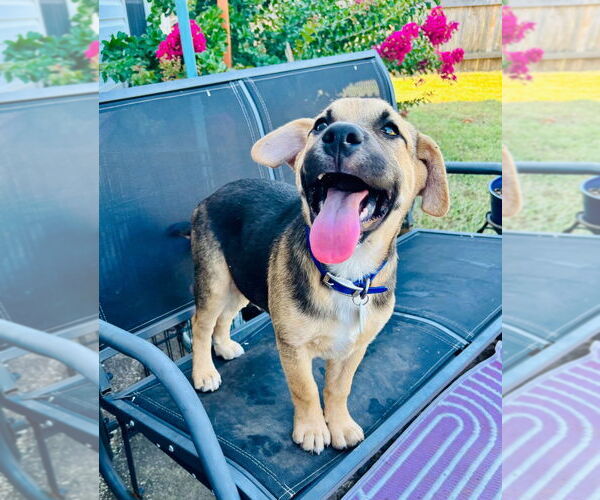 Medium Photo #1 Labrador Retriever-Unknown Mix Puppy For Sale in Claremore, OK, USA