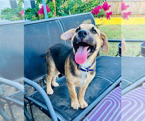 Labrador Retriever-Unknown Mix Dogs for adoption in Claremore, OK, USA