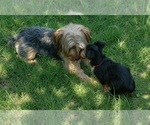 Small Photo #30 Yorkshire Terrier Puppy For Sale in NEVADA, TX, USA