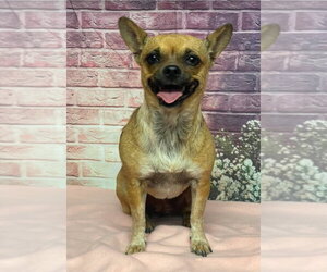 Chihuahua Dogs for adoption in Lakewood, CO, USA