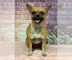 Small Chihuahua