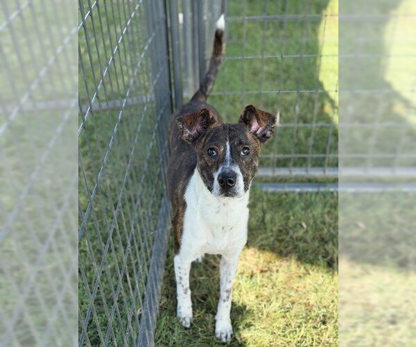 Medium Photo #2 Mutt Puppy For Sale in Canton, CT, USA