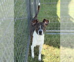 Small #1 Mutt