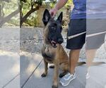 Small #1 Mutt