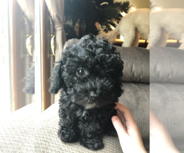 Medium Photo #1 Lhasa Apso-Poodle (Standard) Mix Puppy For Sale in E BRUNSWICK, NJ, USA