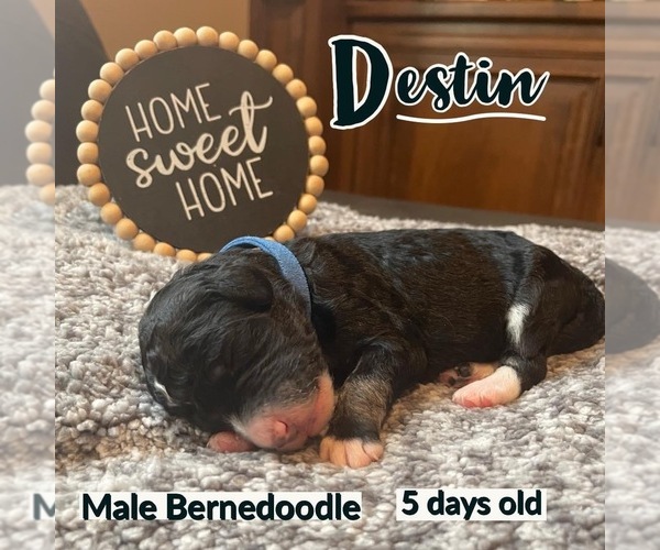 Medium Photo #9 Bernedoodle Puppy For Sale in OMAHA, NE, USA