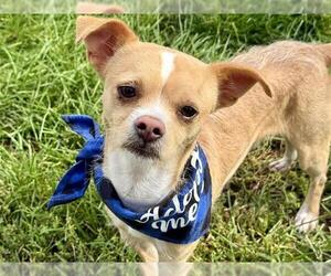 Chihuahua-Unknown Mix Dogs for adoption in Pueblo, CO, USA