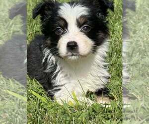 Medium Miniature Australian Shepherd