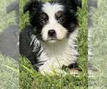 Puppy Opal Miniature Australian Shepherd