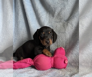 Dachshund Puppy for sale in NILES, MI, USA