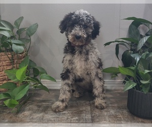 Poodle (Standard) Puppy for sale in COUCH, MO, USA