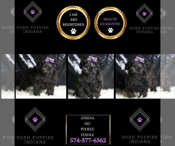 Medium Photo #35 Poodle (Toy) Puppy For Sale in WARSAW, IN, USA