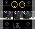 Small Photo #35 Poodle (Toy) Puppy For Sale in WARSAW, IN, USA
