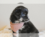 Small Photo #20 Miniature Australian Shepherd Puppy For Sale in FORT RUCKER, AL, USA