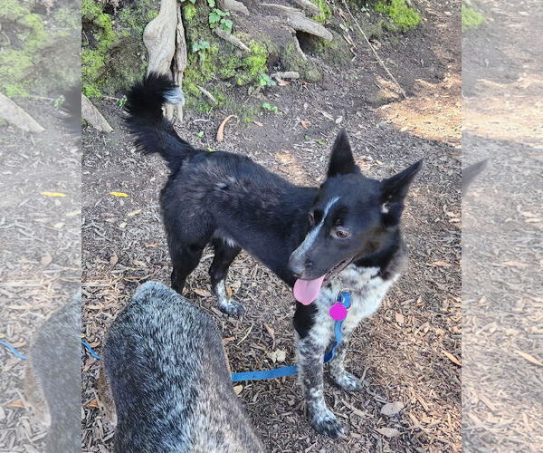 Medium Photo #1 Mutt Puppy For Sale in Paso Robles, CA, USA