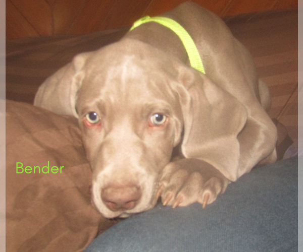 Medium Photo #1 Weimaraner Puppy For Sale in LAS ANIMAS, CO, USA