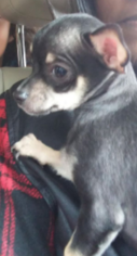 Chihuahua Puppy for sale in HINESVILLE, GA, USA