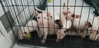 Small #55 Bull Terrier