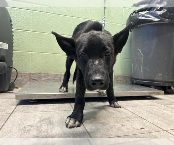 Medium Photo #1 German Shepherd Dog-Unknown Mix Puppy For Sale in Grand Prairie, TX, USA