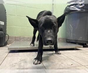 German Shepherd Dog-Unknown Mix Dogs for adoption in Grand Prairie, TX, USA