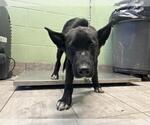 Small German Shepherd Dog Mix