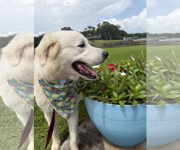 Medium Photo #5 Great Pyrenees Puppy For Sale in Dallas, TX, USA