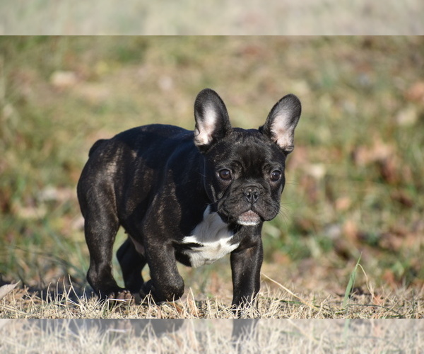 Medium Photo #4 French Bulldog Puppy For Sale in CHRISTIANA, TN, USA