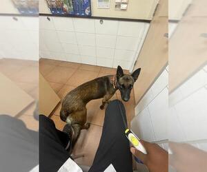 Mutt Dogs for adoption in San Antonio, TX, USA