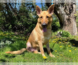 German Shepherd Dog Dogs for adoption in Seattle, WA, USA