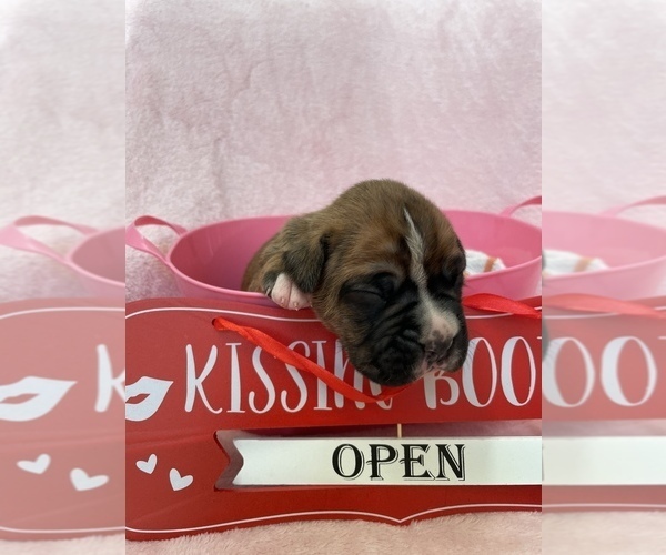 Medium Photo #5 Boxer Puppy For Sale in CULPEPER, VA, USA