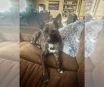 Small #2 Mutt