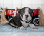 Small #1 Victorian Bulldog