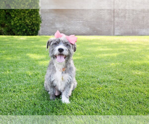 Medium Photo #2 Mutt Puppy For Sale in Sandy, UT, USA