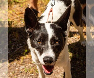 Thea - Female Border Collie-Unknown Mix Dog for Adoption - Photo #30